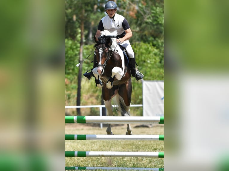 Deutsches Sportpferd Hengst 8 Jahre 165 cm Schecke in Mücheln (Geiseltal)