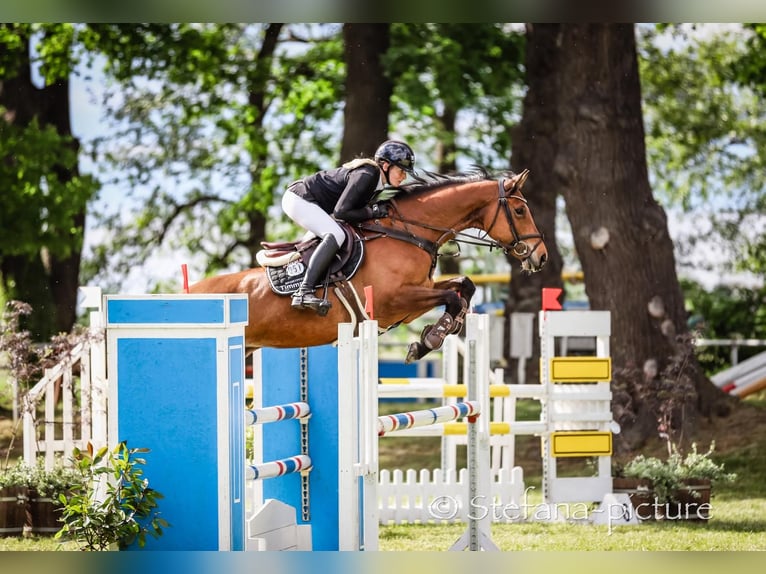 Deutsches Sportpferd Hengst 8 Jahre 170 cm Brauner in Schwarzholz