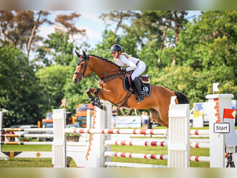 Deutsches Sportpferd Hengst 8 Jahre 170 cm Brauner in Schwarzholz