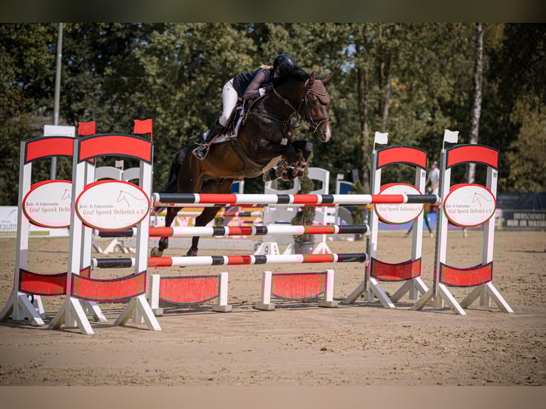 Deutsches Sportpferd Hengst 9 Jahre 164 cm Dunkelbrauner in Salzkotten