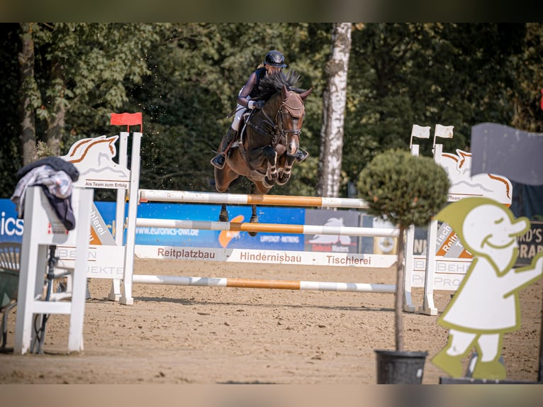 Deutsches Sportpferd Hengst 9 Jahre 164 cm Dunkelbrauner in Salzkotten