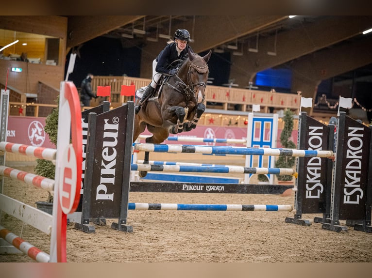 Deutsches Sportpferd Hengst 9 Jahre 164 cm Dunkelbrauner in Salzkotten