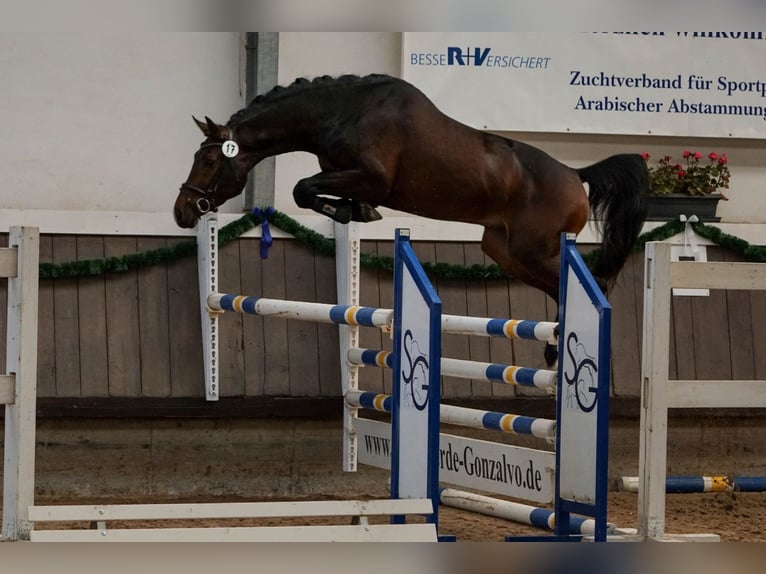 Deutsches Sportpferd Hengst 9 Jahre 164 cm Dunkelbrauner in Salzkotten