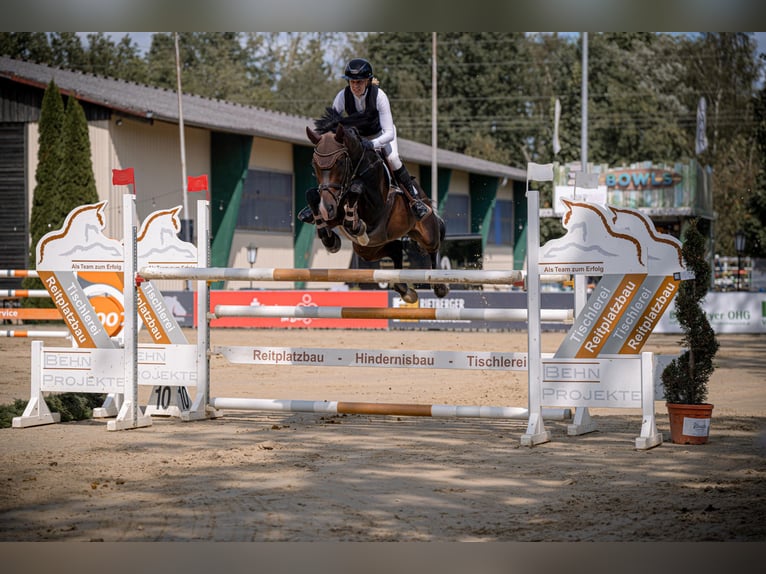 Deutsches Sportpferd Hengst 9 Jahre 164 cm Dunkelbrauner in Salzkotten