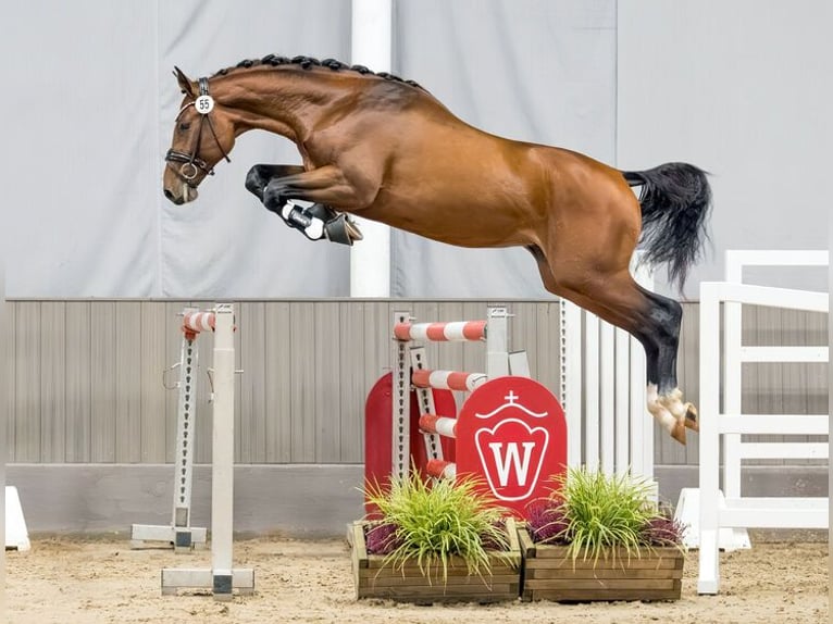 Deutsches Sportpferd Hengst Brauner in Marlishausen