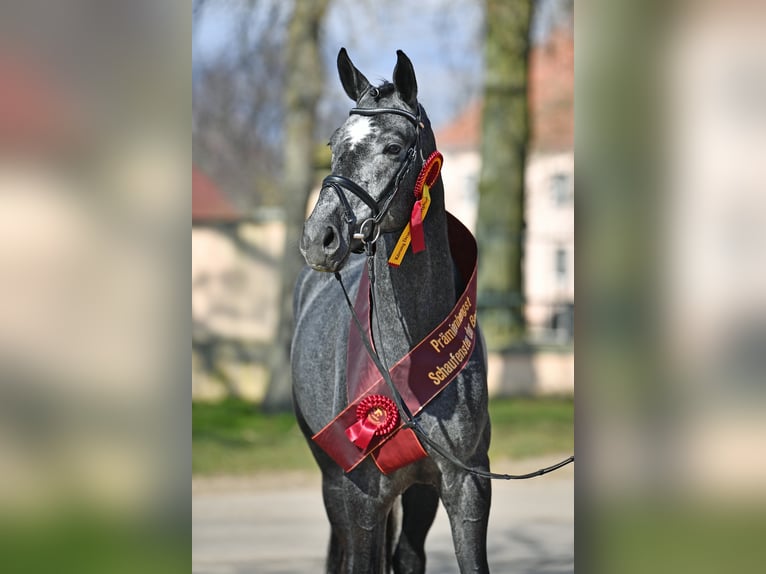 Deutsches Sportpferd Hengst in Adelheidsdorf