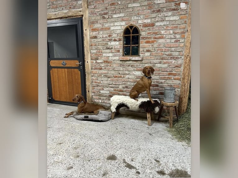 Deutsches Sportpferd Hengst in Hülben