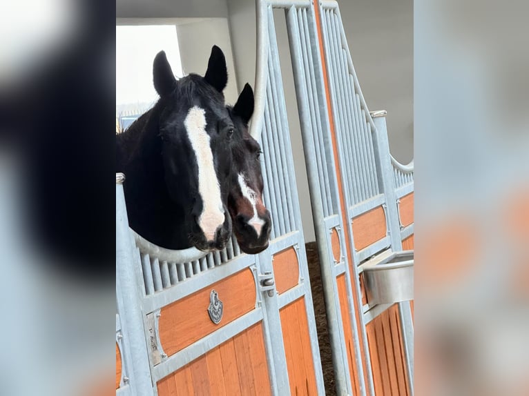 Deutsches Sportpferd Hengst in Hülben