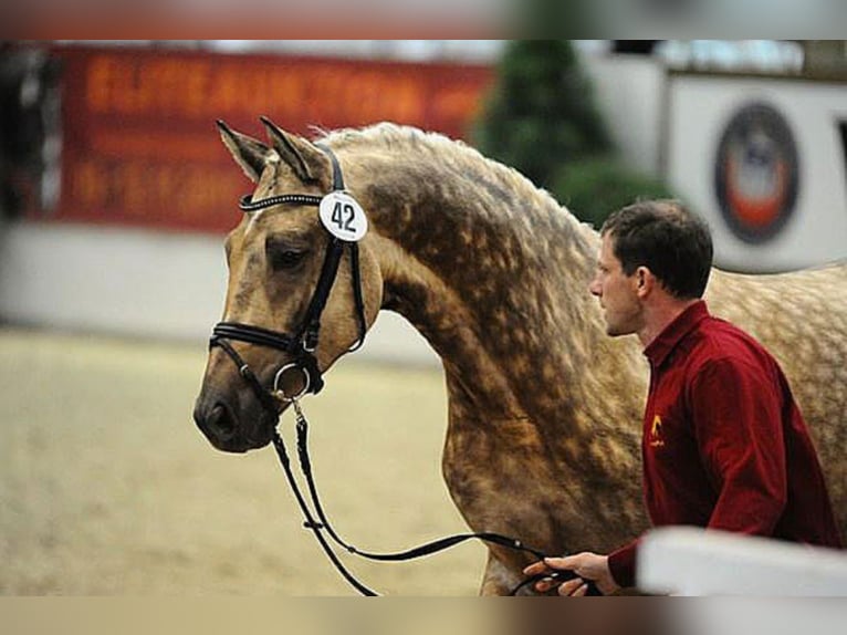 Deutsches Sportpferd Hengst in Marl