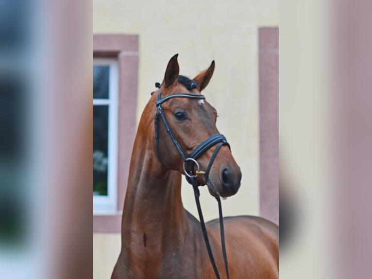 Deutsches Sportpferd Hengst in Umpfenbach