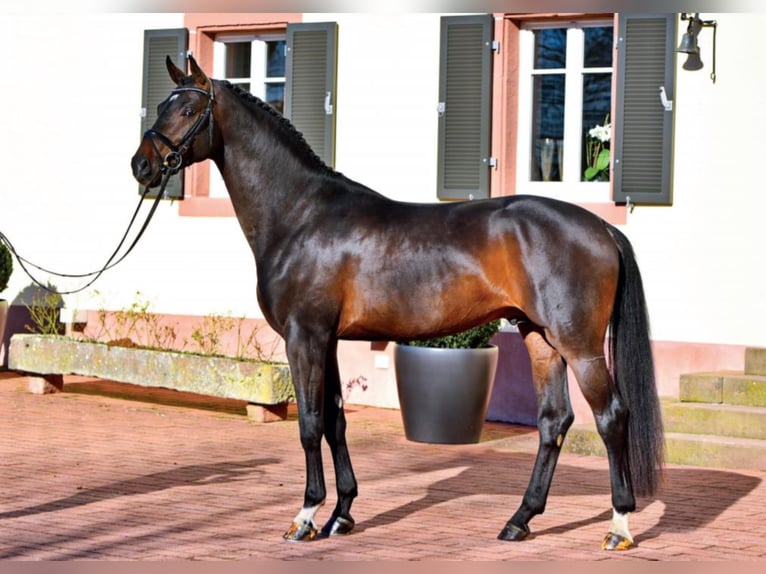 Deutsches Sportpferd Hengst in Umpfenbach
