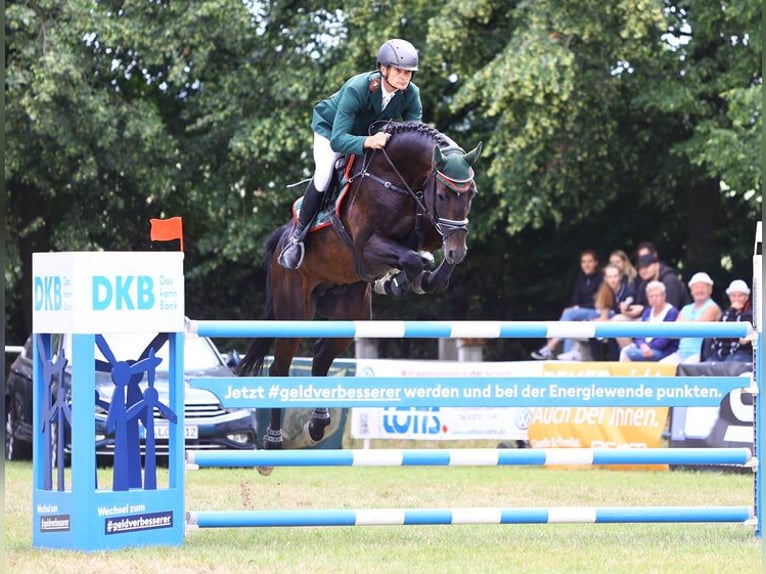 Deutsches Sportpferd Hengst Dunkelbrauner in Moritzburg