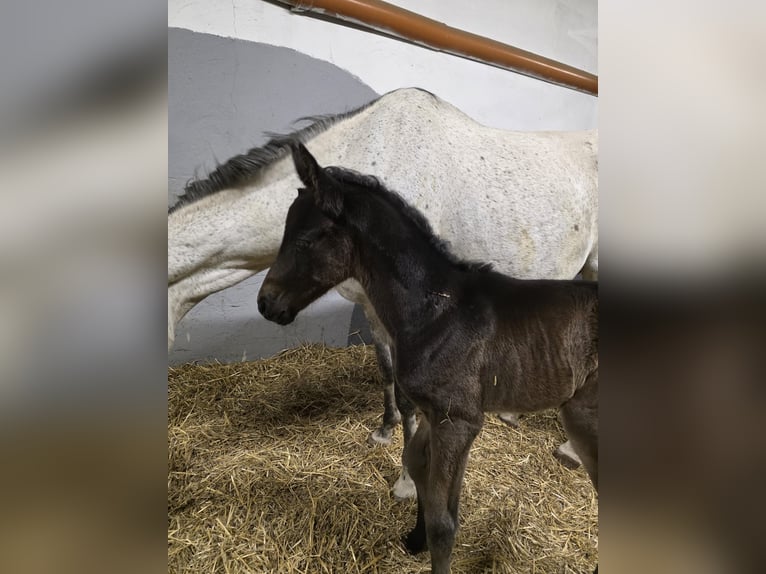 Deutsches Sportpferd Hengst Fohlen (04/2026) 107 cm Kann Schimmel werden in SeckachSeckach