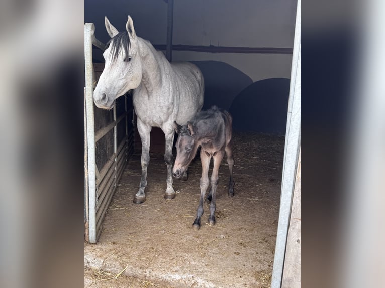 Deutsches Sportpferd Hengst Fohlen (04/2026) 107 cm Kann Schimmel werden in SeckachSeckach