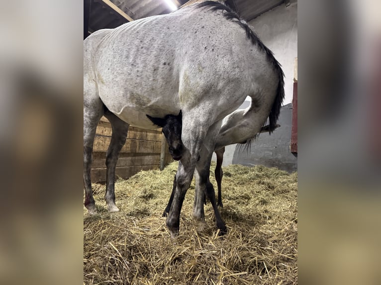 Deutsches Sportpferd Hengst Fohlen (04/2026) 107 cm Kann Schimmel werden in SeckachSeckach