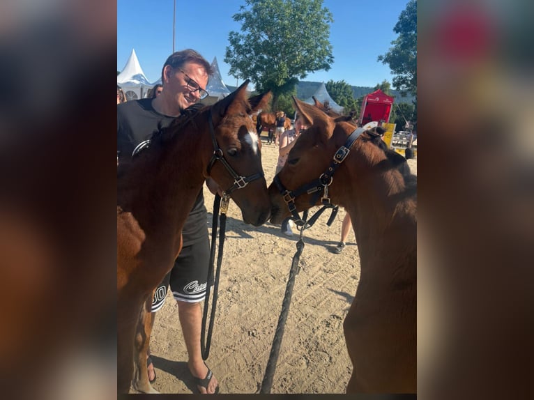 Deutsches Sportpferd Hengst  125 cm Brauner in Erkenbrechtsweiler