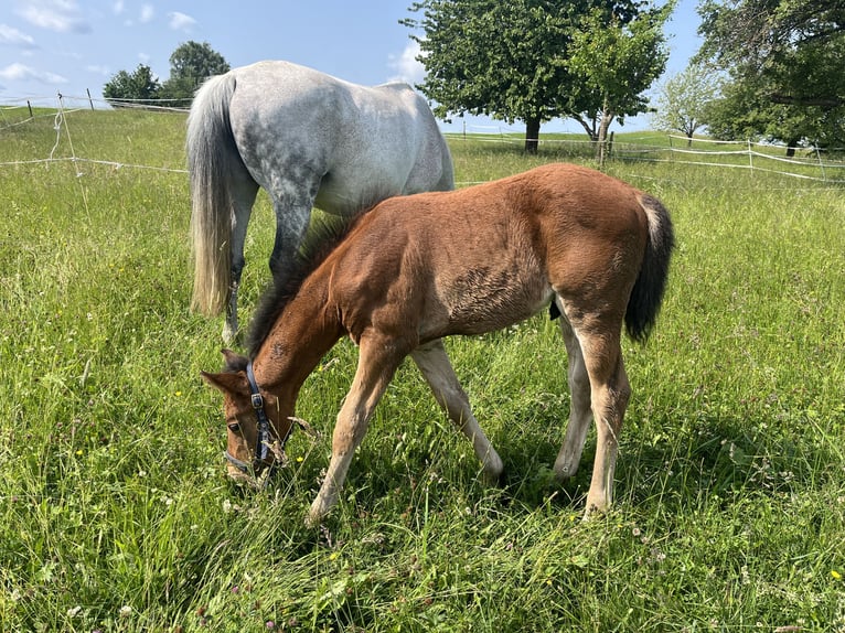 Deutsches Sportpferd Hengst  125 cm Brauner in Erkenbrechtsweiler