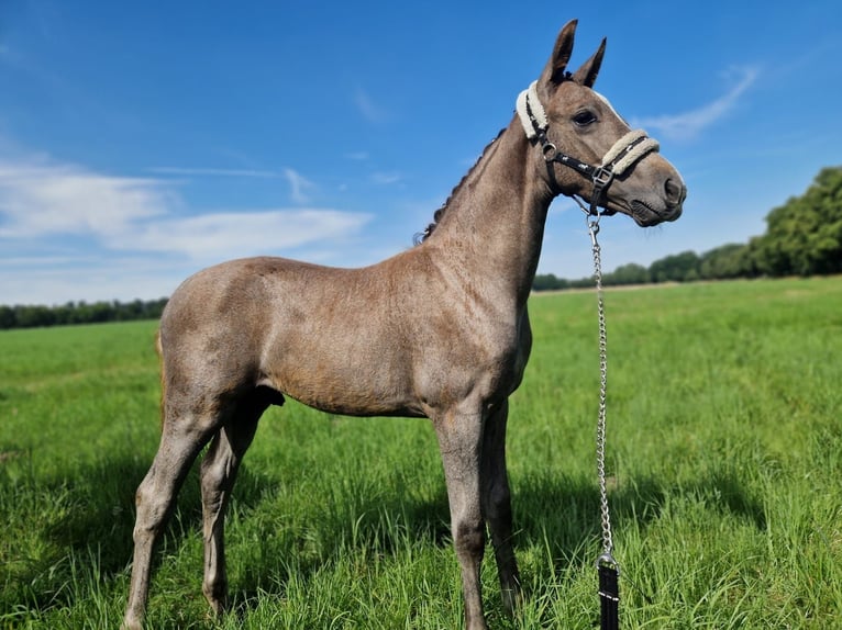 Deutsches Sportpferd Hengst Fohlen (04/2024) 130 cm in Arendsee