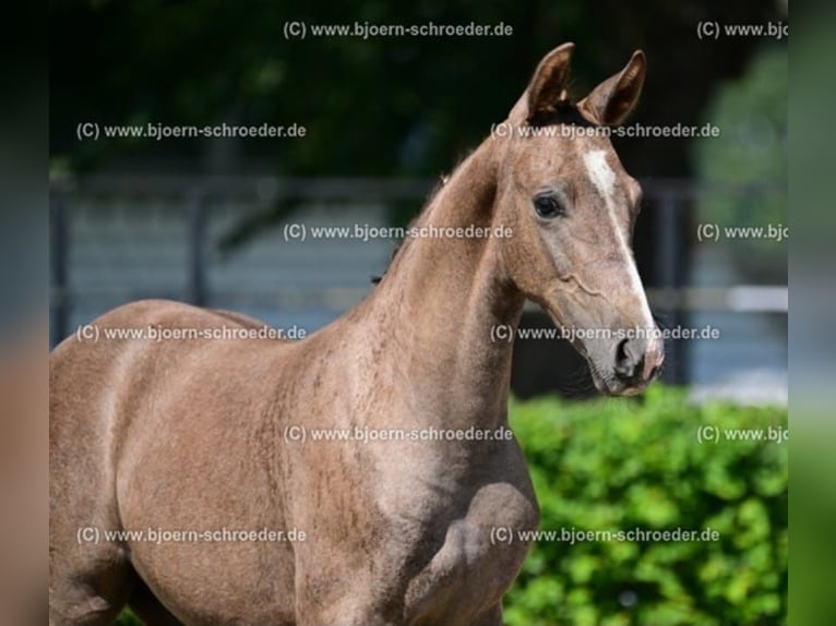 Deutsches Sportpferd Hengst Fohlen (04/2024) 130 cm in Arendsee