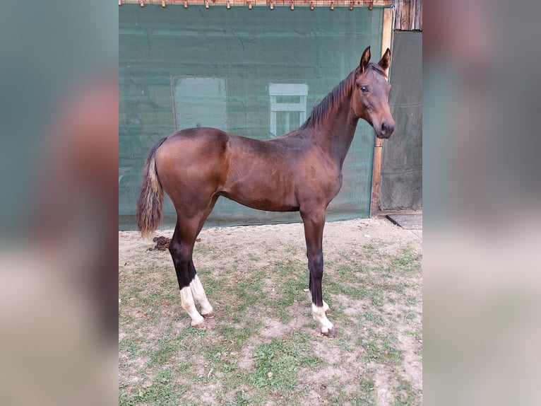 Deutsches Sportpferd Hengst Fohlen (04/2026) 150 cm Schwarzbrauner in Schönthal
