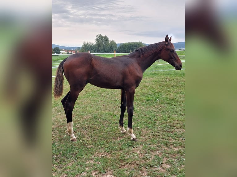 Deutsches Sportpferd Hengst Fohlen (04/2026) 150 cm Schwarzbrauner in Schönthal