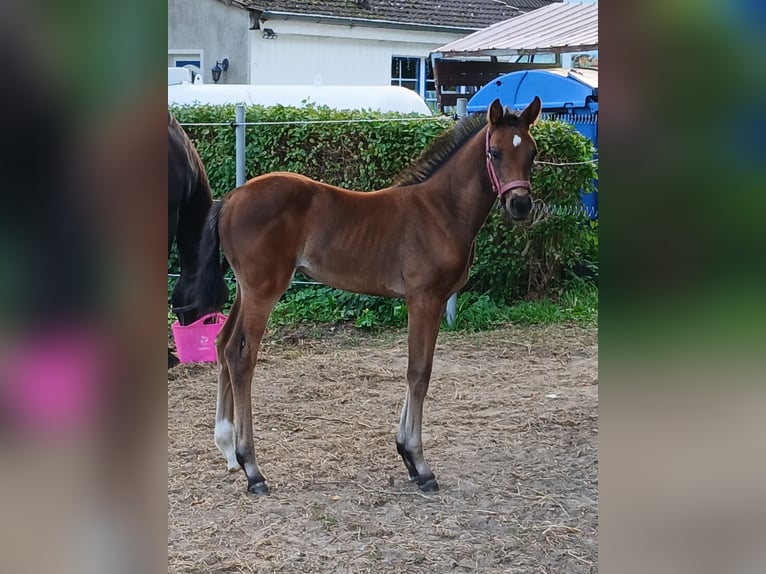 Deutsches Sportpferd Hengst Fohlen (07/2026) 165 cm Brauner in Kröpelin