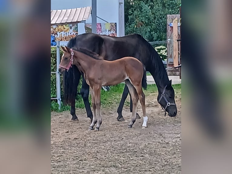 Deutsches Sportpferd Hengst Fohlen (07/2026) 165 cm Brauner in Kröpelin