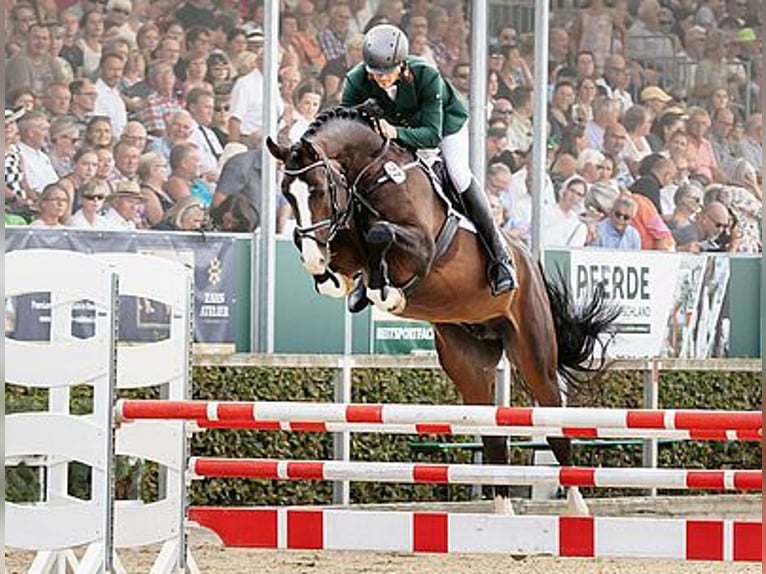 Deutsches Sportpferd Hengst Fohlen (05/2026) 165 cm Dunkelbrauner in strzegom