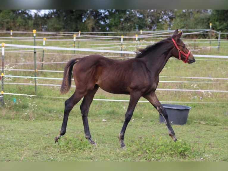 Deutsches Sportpferd Hengst Fohlen (05/2024) 165 cm Dunkelbrauner in Eckental