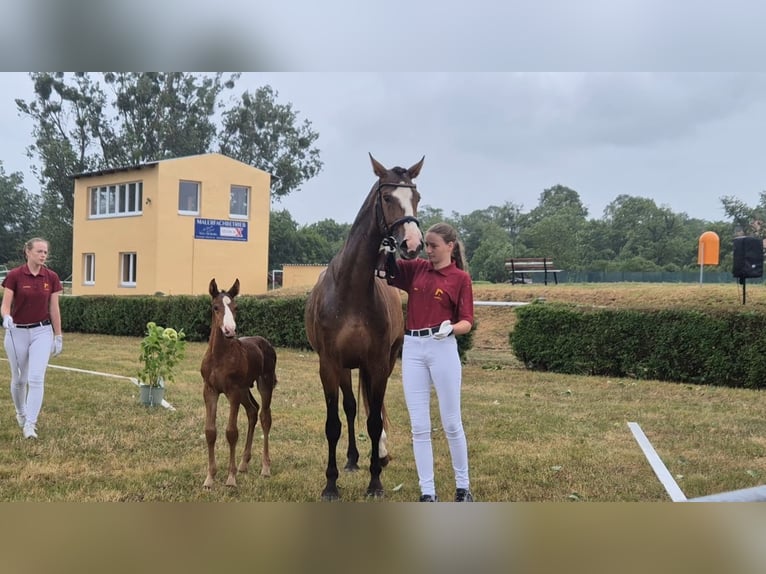 Deutsches Sportpferd Hengst  166 cm Brauner in Altlandsberg