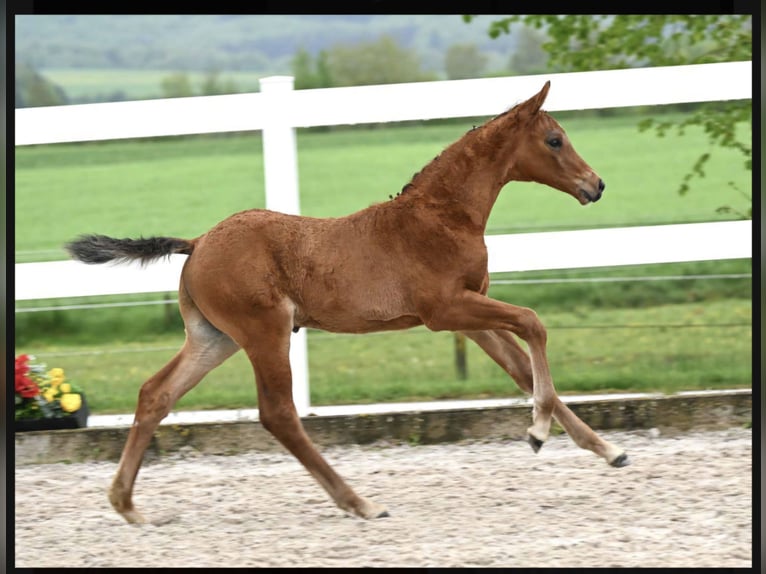 Deutsches Sportpferd Hengst Fohlen (03/2026) 167 cm Brauner in Bad Dürrheim