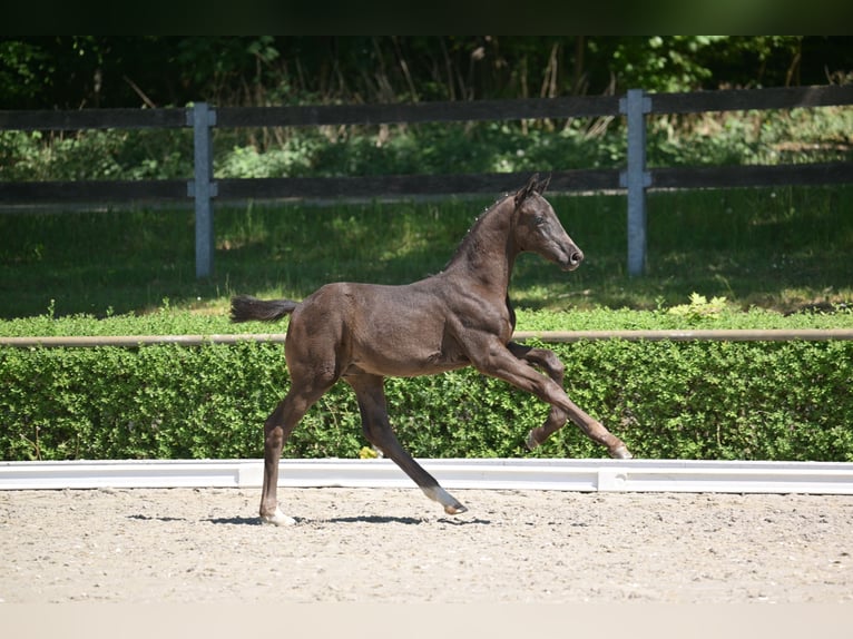 Deutsches Sportpferd Hengst  167 cm Rappe in Goldbeck