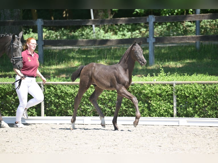 Deutsches Sportpferd Hengst  167 cm Rappe in Goldbeck