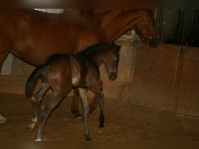 Deutsches Sportpferd Hengst Fohlen (04/2026) 168 cm Brauner in Waldstetten