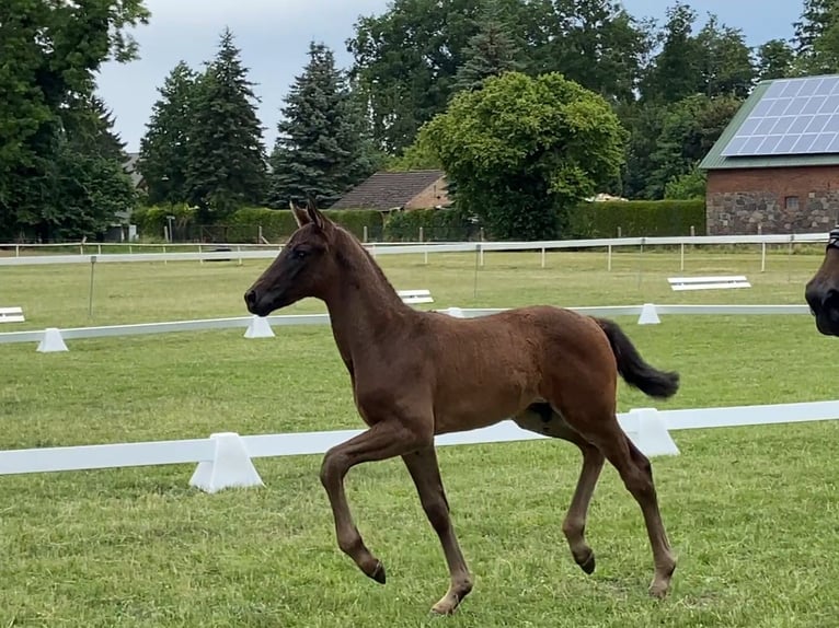 Deutsches Sportpferd Hengst  168 cm Dunkelbrauner in Gadow