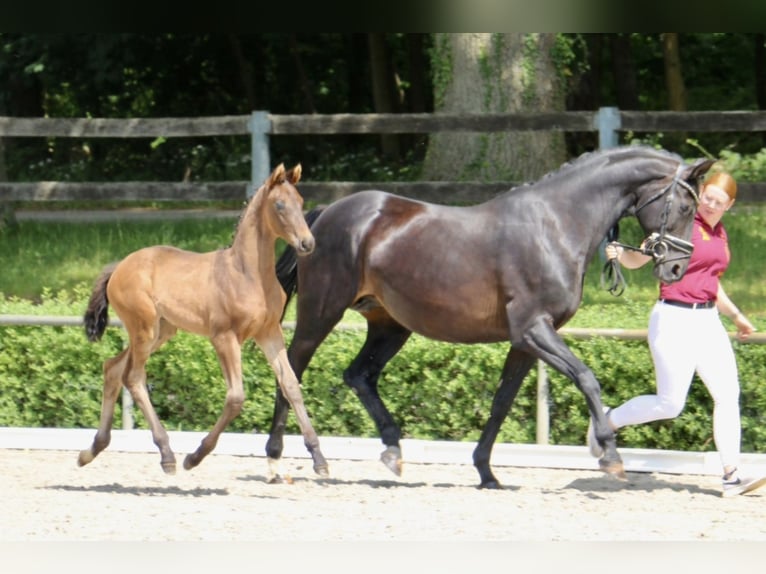 Deutsches Sportpferd Hengst Fohlen (04/2025) 168 cm Dunkelbrauner in Pollitz