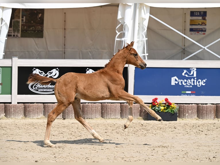 Deutsches Sportpferd Hengst  168 cm Fuchs in Ehingen an der Donau
