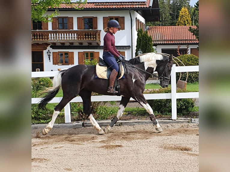 Deutsches Sportpferd Hengst Fohlen (06/2024) 168 cm Schecke in Kirchdorf