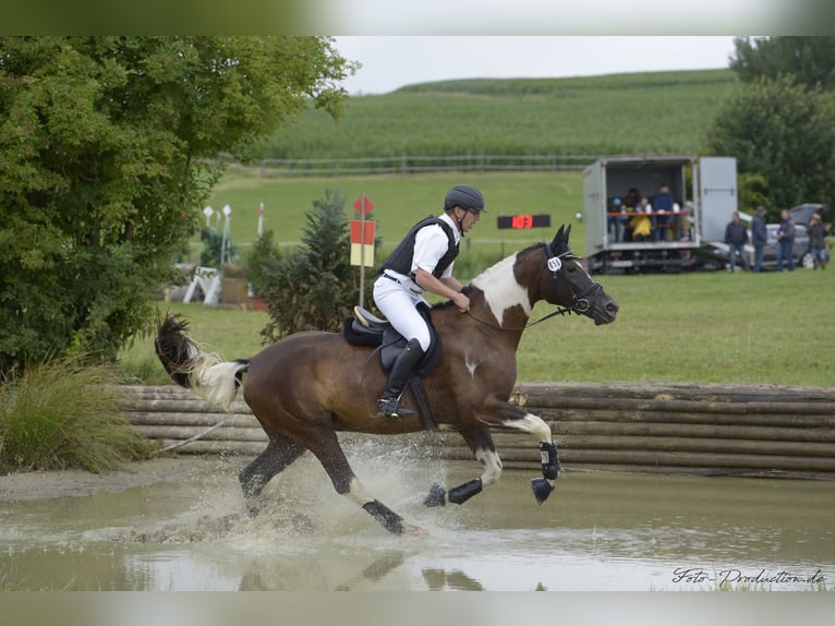 Deutsches Sportpferd Hengst Fohlen (06/2024) 168 cm Schecke in Kirchdorf