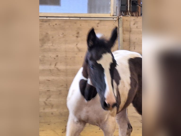 Deutsches Sportpferd Hengst Fohlen (06/2024) 168 cm Schecke in Kirchdorf