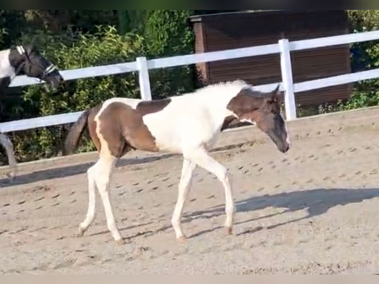 Deutsches Sportpferd Hengst Fohlen (06/2024) 168 cm Schecke in Kirchdorf