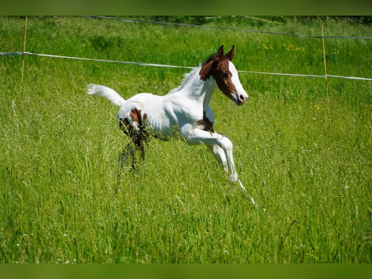Deutsches Sportpferd Hengst  168 cm Schecke in Sommersdorf