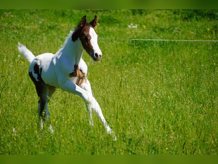 Deutsches Sportpferd Hengst  168 cm Schecke in Sommersdorf