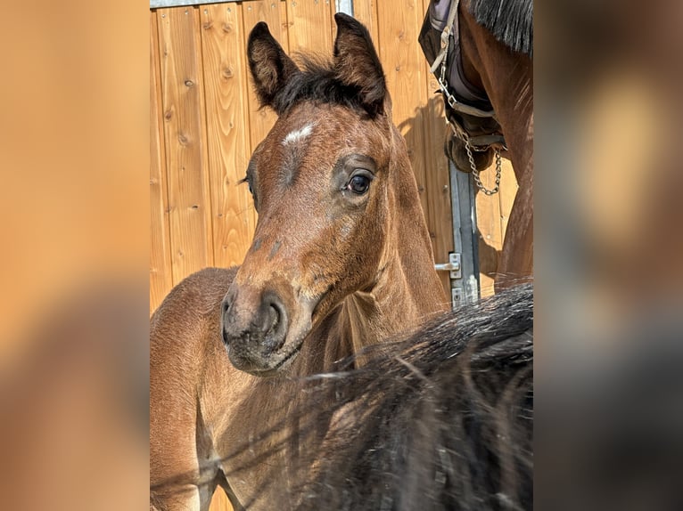 Deutsches Sportpferd Hengst Fohlen (06/2025) 169 cm Dunkelbrauner in Hallbergmoos