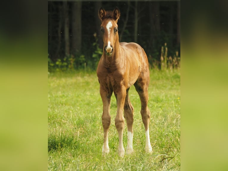 Deutsches Sportpferd Hengst Fohlen (05/2026) 170 cm Brauner in Langenwetzendorf
