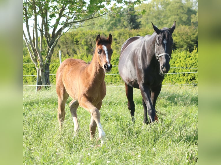 Deutsches Sportpferd Hengst  170 cm Brauner in Obersch&#xF6;na