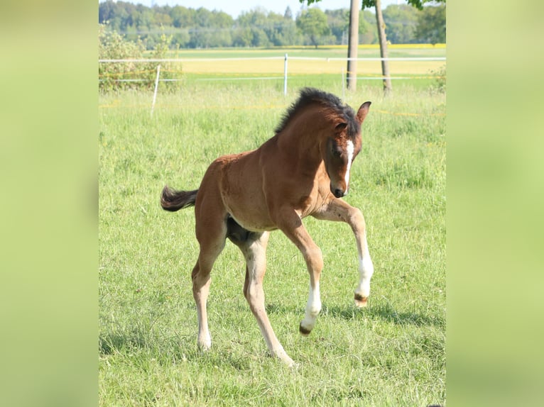 Deutsches Sportpferd Hengst  170 cm Brauner in Obersch&#xF6;na