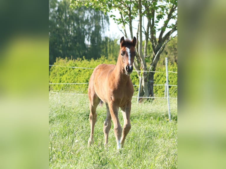 Deutsches Sportpferd Hengst  170 cm Brauner in Obersch&#xF6;na