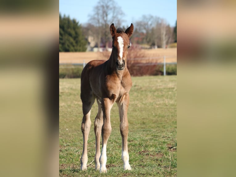 Deutsches Sportpferd Hengst  170 cm Brauner in Obersch&#xF6;na