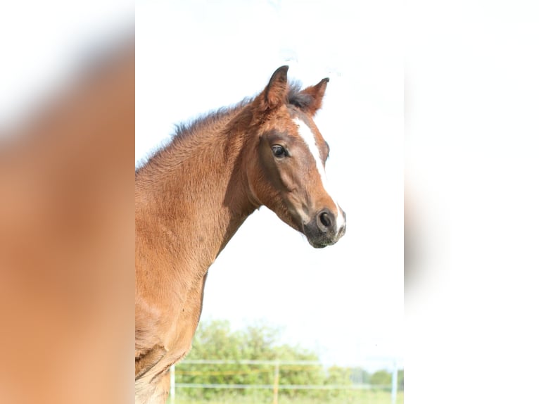 Deutsches Sportpferd Hengst  170 cm Brauner in Obersch&#xF6;na